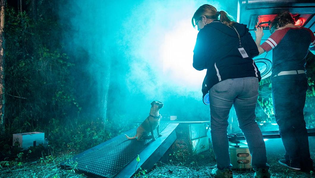 Two crew members holding cameras and lighting equipment work on an outdoor set. One of them is giving a command to a small brown dog.